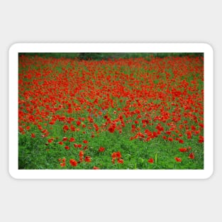 Poppy Field Sticker